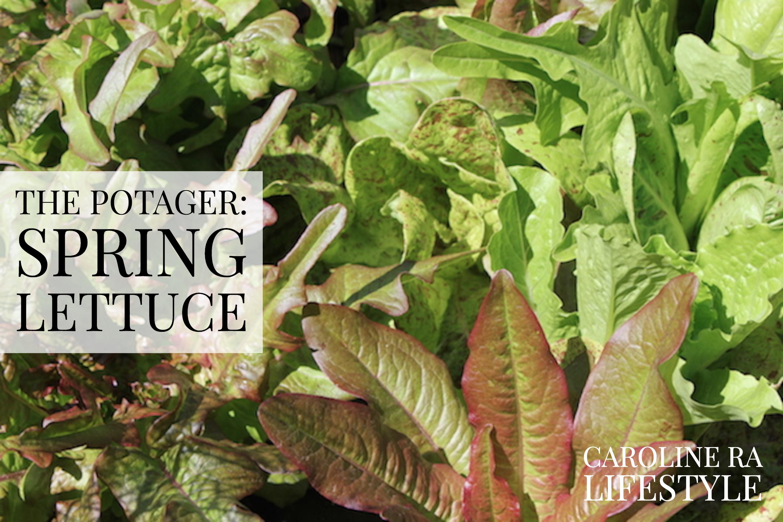 The Potager: Spring Lettuce